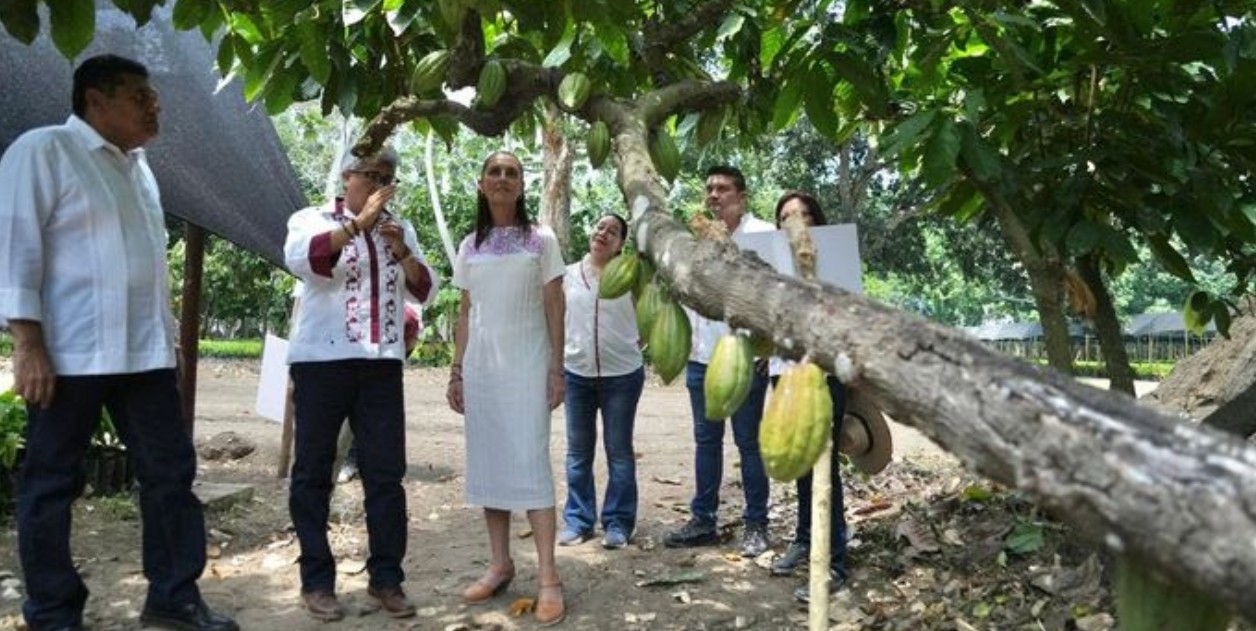 Claudia Sheinbaum con productores de cacao en Tabasco