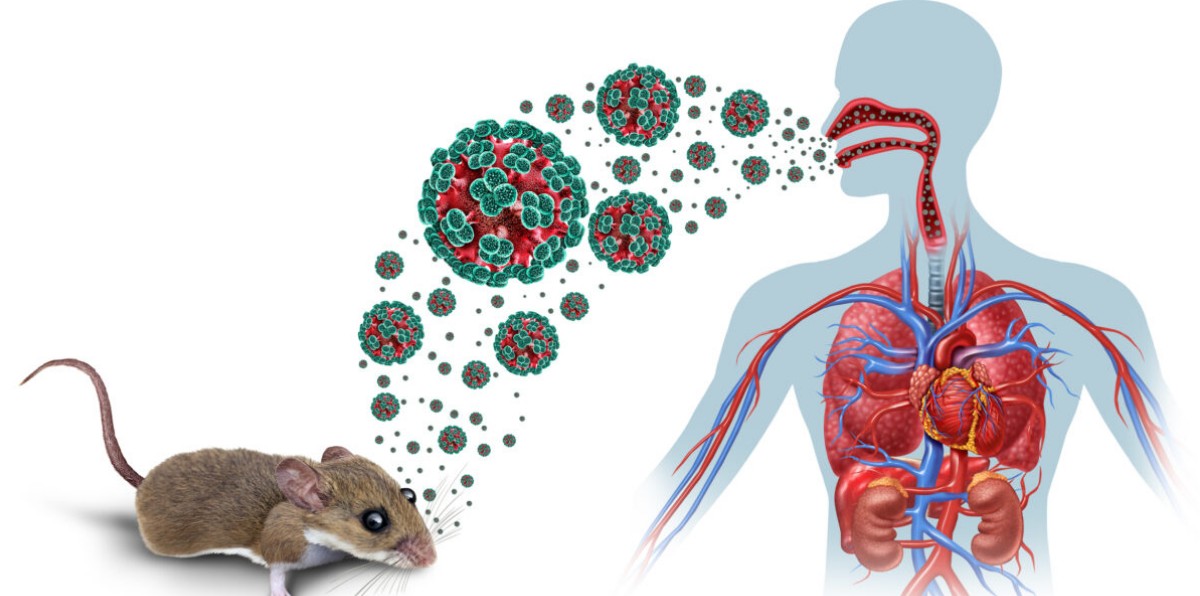 Ratón en espacio cerrado relacionado con transmisión de hantavirus