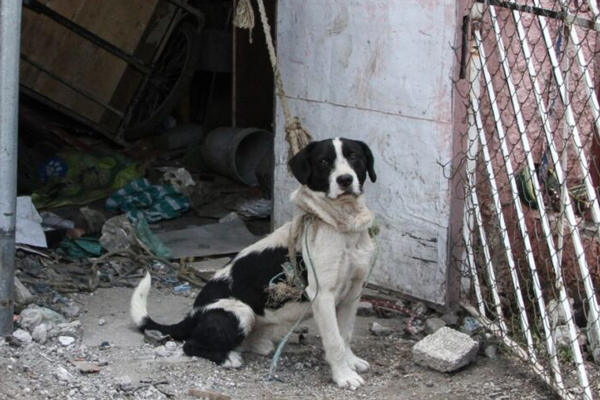 Perro en situación vulnerable en Tlaxcala