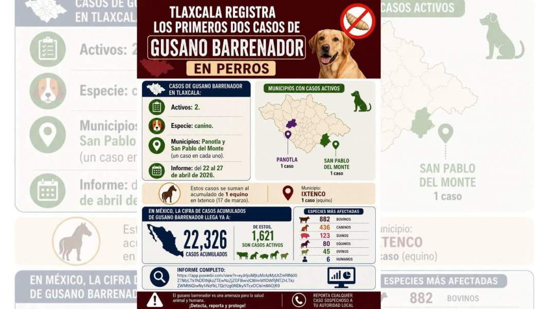 Tlaxcala confirma casos de gusano barrenador en perros: síntomas y prevención