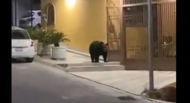 Ante ausencia de personas, enorme oso negro toma las calles de Monterrey (Video)