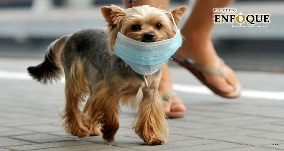 Mascotas podrían contagiarse de Covid-19 afirma académica del UPAEP