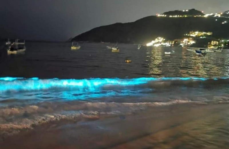 A falta de turistas por cuarentena, playa de Puerto Marqués se llena de bioluminiscencia