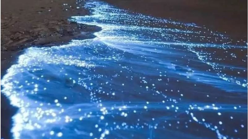 Ante ausencia de personas por cuarentena, playa en Acapulco sorprende con bioluminiscencia