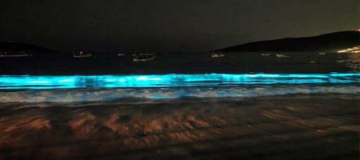 Ante ausencia de personas por cuarentena, playa en Acapulco sorprende con bioluminiscencia