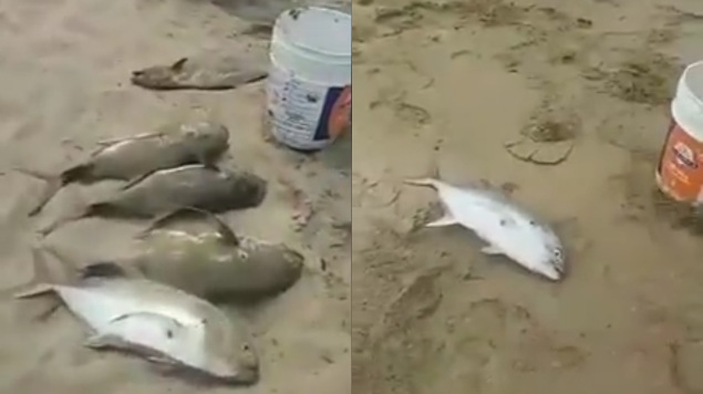 Insólito: Mar lanza cientos de peces vivos a playas de Acapulco (Video)