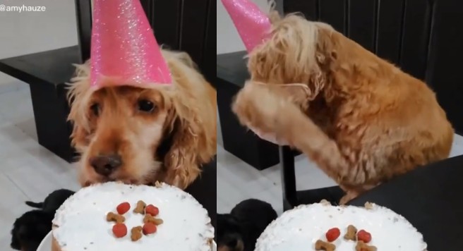 La historia detrás del perro que se pone un cubrebocas al oir un estornudo (Video)