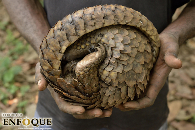 Los virus animales provocarán más pandemias si seguimos destruyendo las selvas