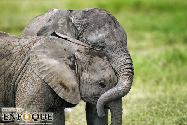 Los elefantes son capaces de hacer rituales funerarios y visitar los restos de ejemplares muertos 