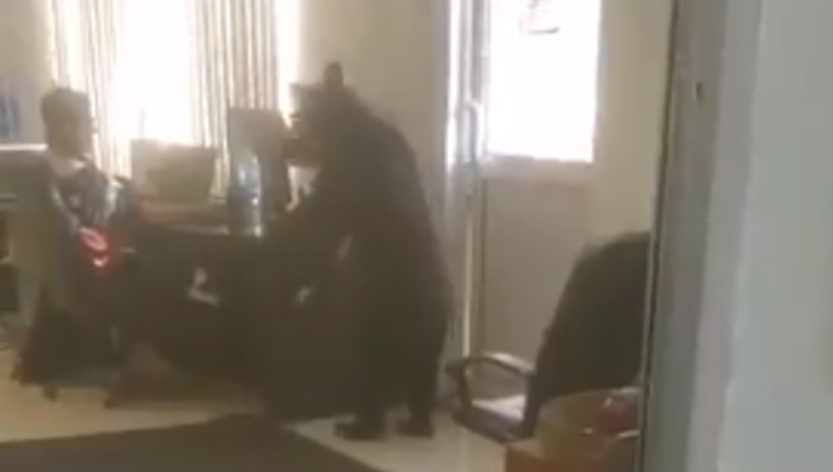 Oso se mete a oficina y paraliza al personal en Monterrey (Video)
