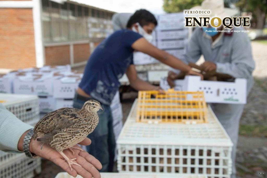 Distribuyen 4 mil paquetes de aves entre tlaxcaltecas
