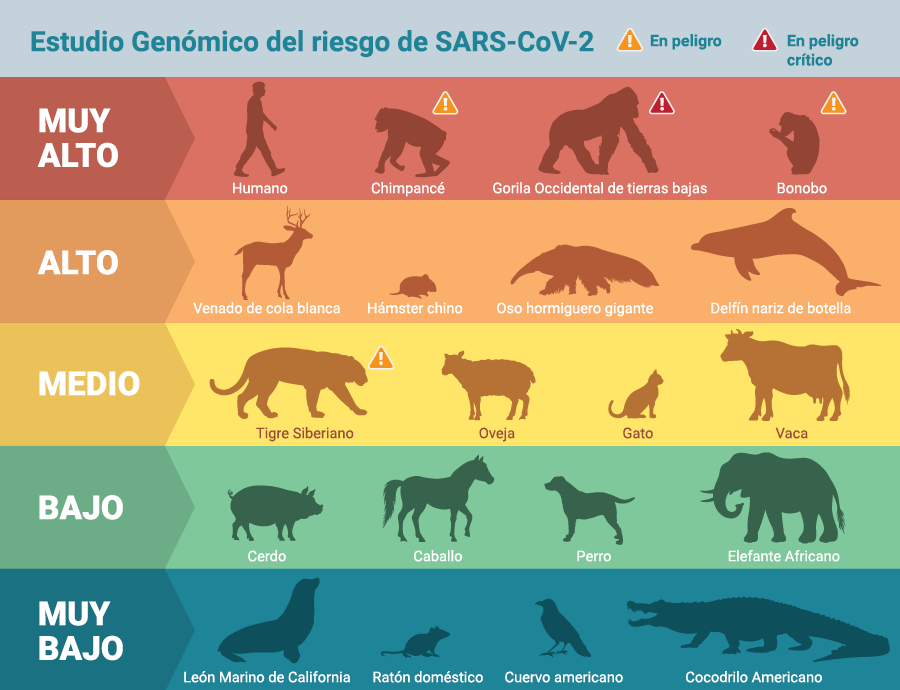 El COVID-19 no sólo amenaza al humano, sino a delfines, gorilas y especies en peligro de extinción