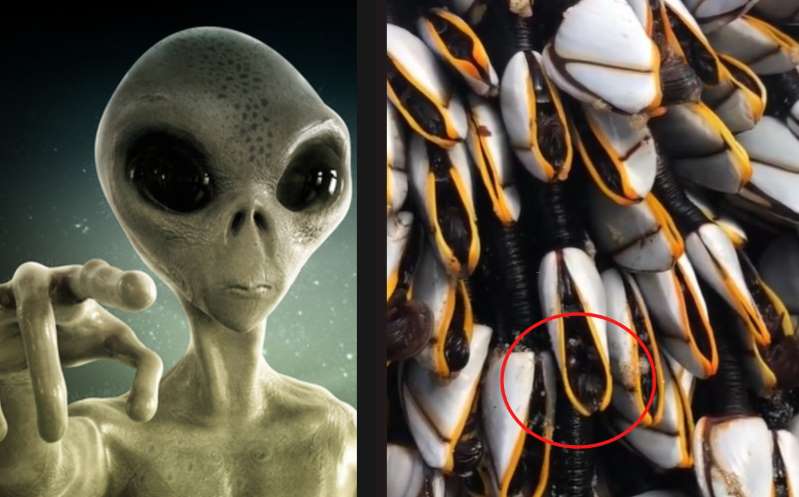 Mujer halla extraños percebes parecidos a los 'aliens'; video se hace viral
