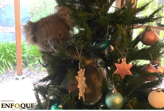 Una familia australiana descubre un koala en su árbol de navidad 