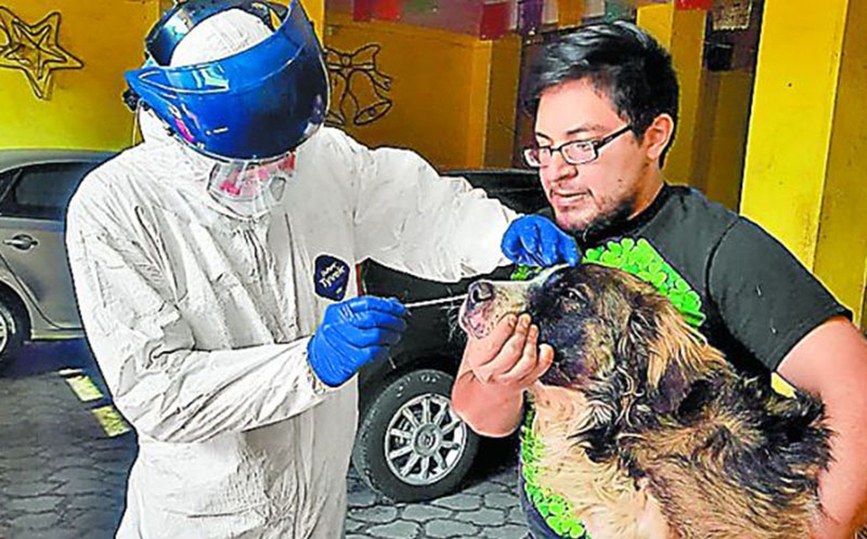 3 perros, los primeros animales que dan positivo a COVID-19 en México