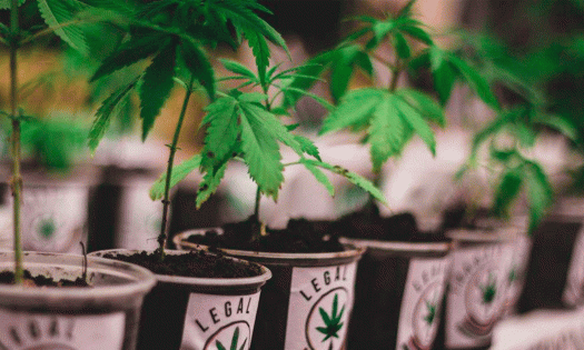 Discusión sobre la mariguana se irá hasta abril: Corte aprueba prórroga solicitada por Diputados