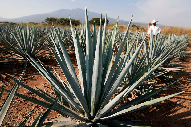 Anuncia AMLO que gobierno impulsará producción de mezcal
