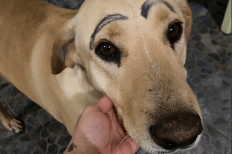 “No descansaré hasta hallar al culpable”: Perrito sale de casa y regresa con cejas pintadas