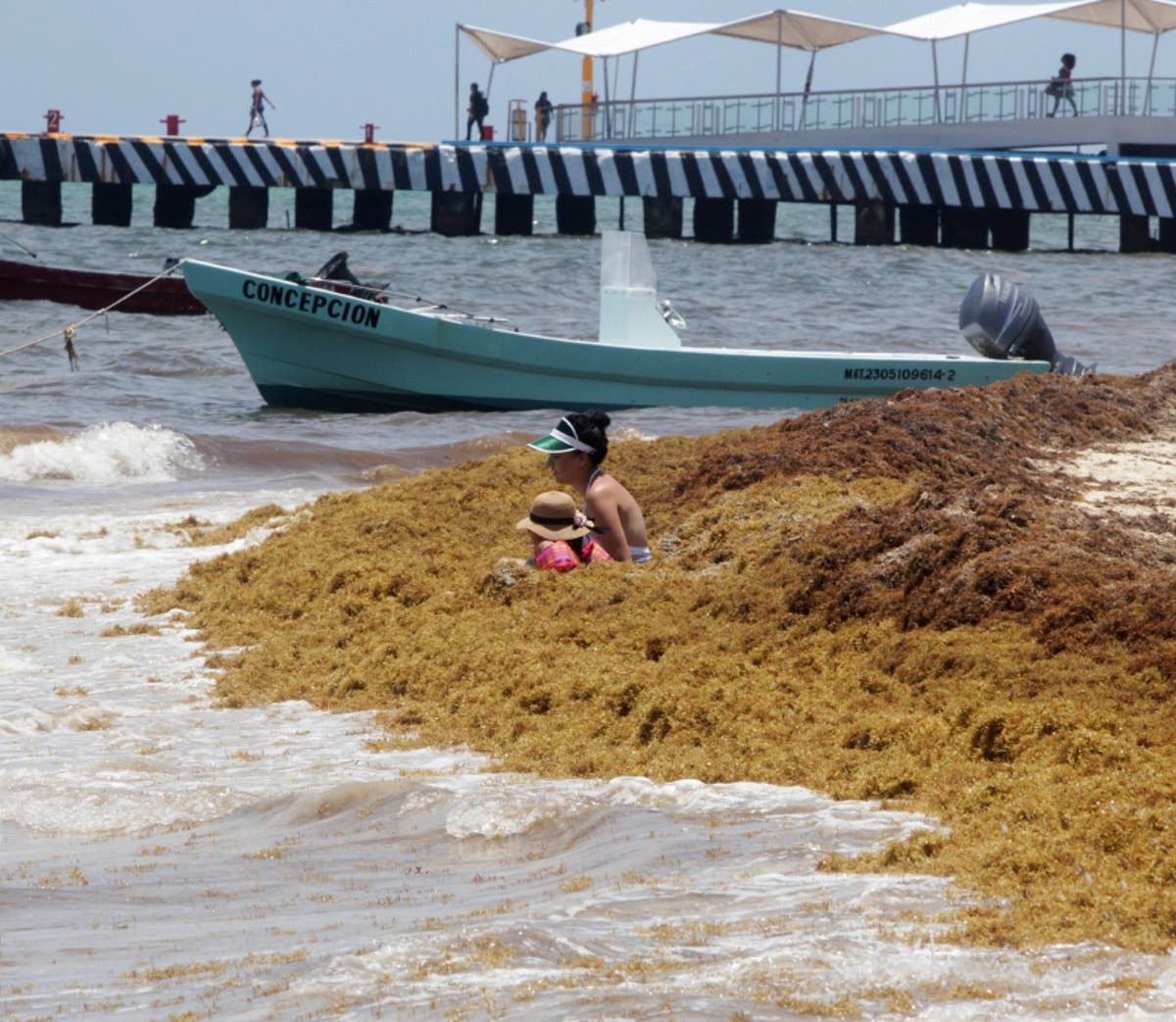 Firma suiza biodegrada el sargazo que hay en México