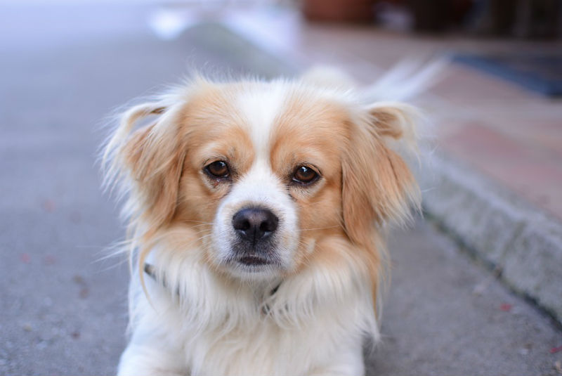 Por coronavirus, China ordena deshacerse de mascotas