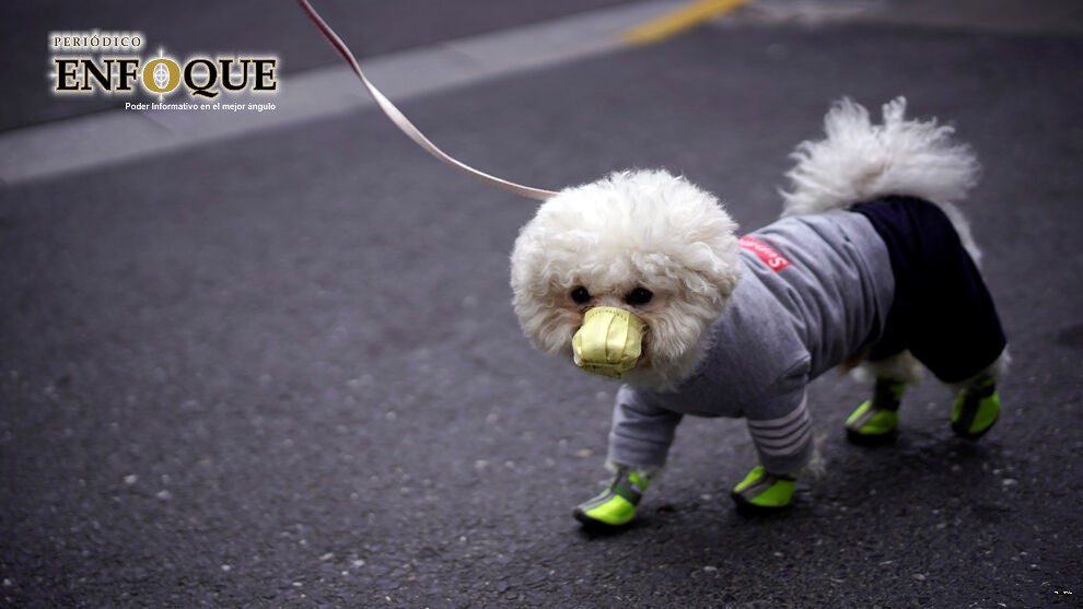 Mascotas no deben entrar en contacto con personas diagnosticadas con Covid-19: UPAEP