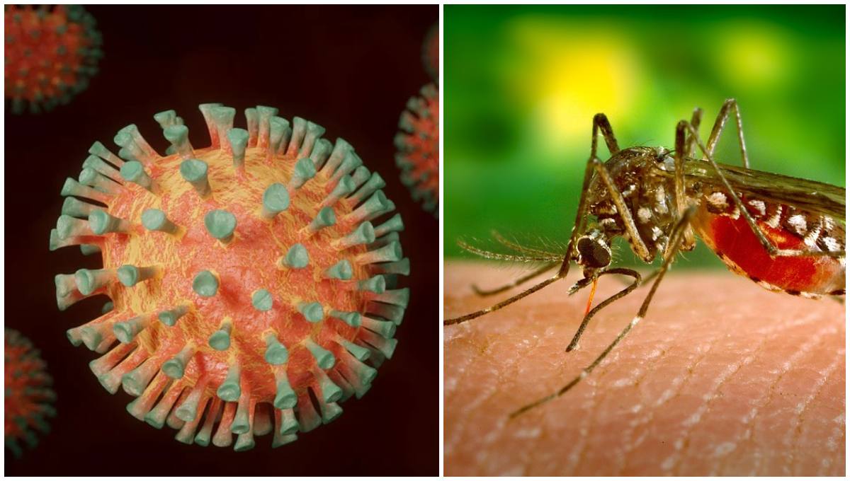 Niña de 7 años contrae COVID-19 y Dengue en Baja California Sur