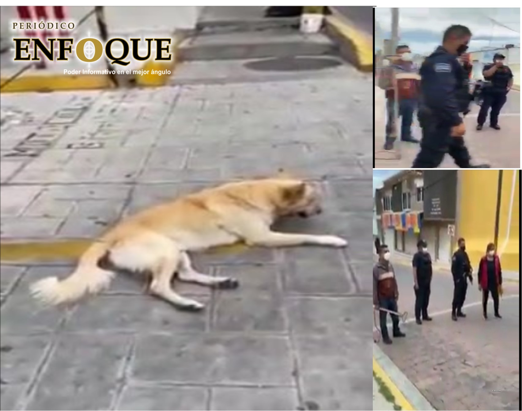 En redes sociales acusan a alcaldesa de Tecamachalco de utilizar fuerzas públicas para “matar” a perros (Video)