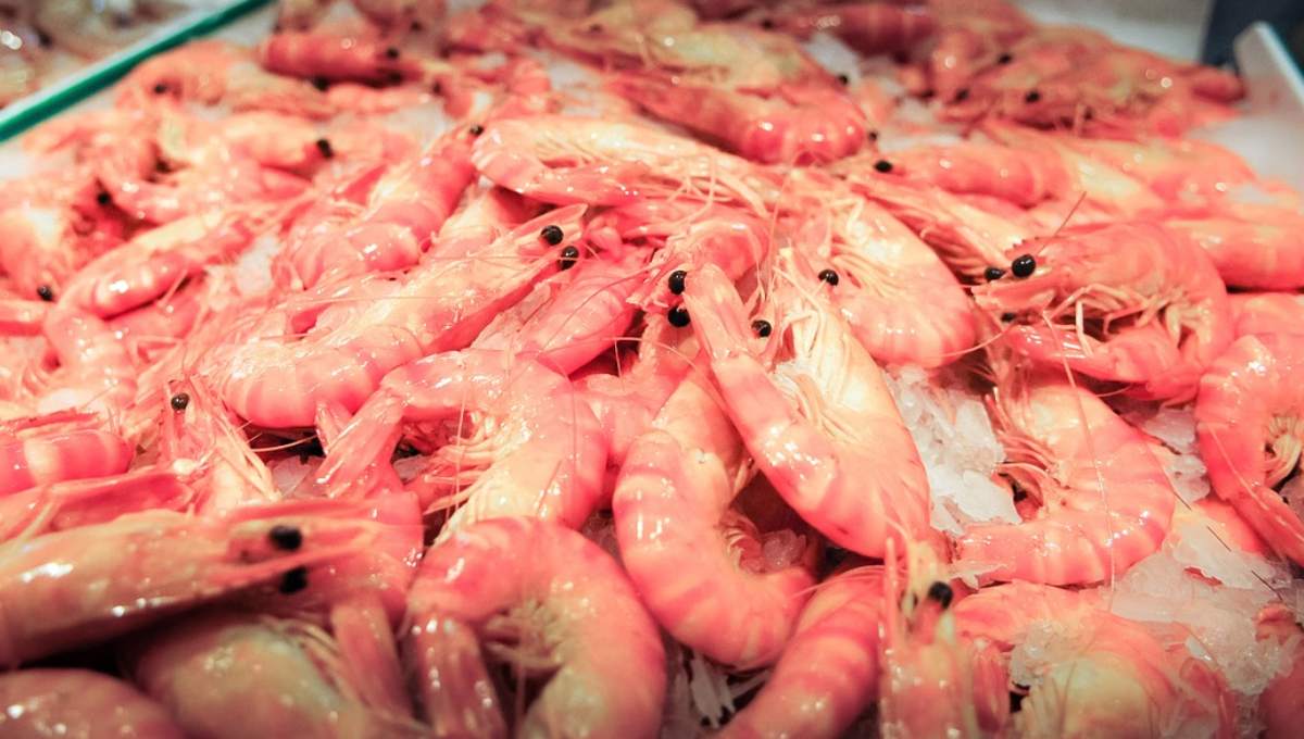 Hallan restos de COVID-19 en camarones de Ecuador; suspenden su importación