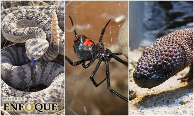 Los 5 animales más venenosos y como identificarlos 
