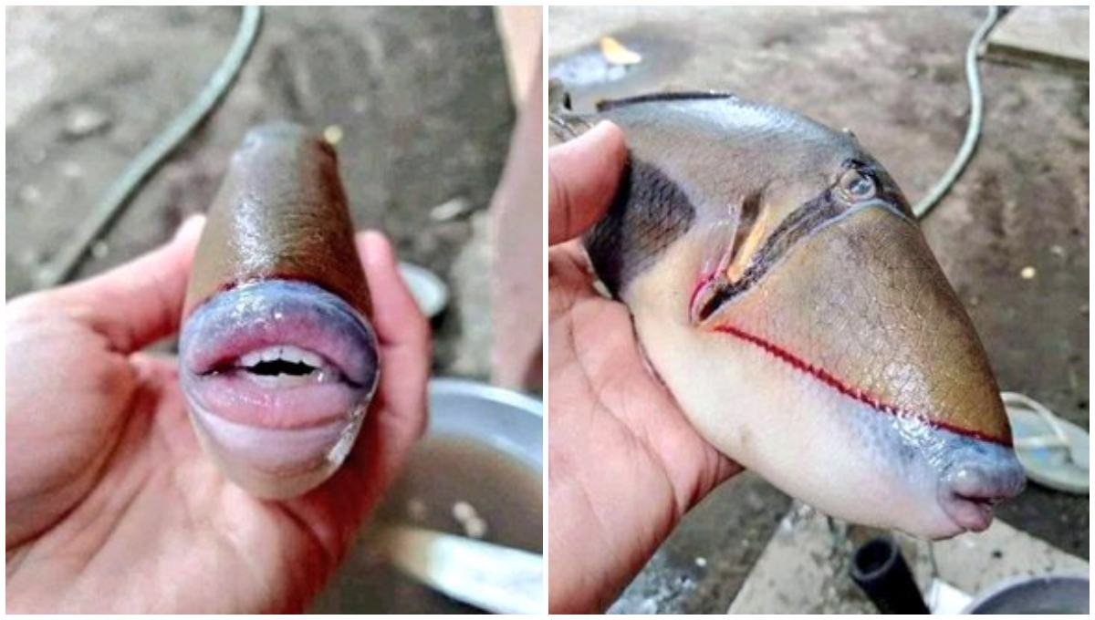 Causa terror la captura de un pez ballesta con “boca y dientes de humano”