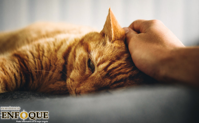 Un gato da positivo de Covid-19 después de ser contagiado por sus dueños