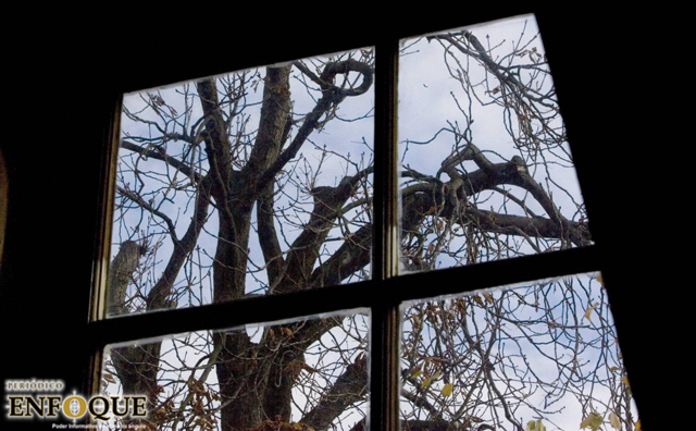 La libertad era un castaño para Ana Frank