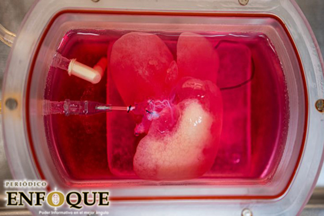 Hígados humanos miniatura son cultivados con éxito en laboratorio 