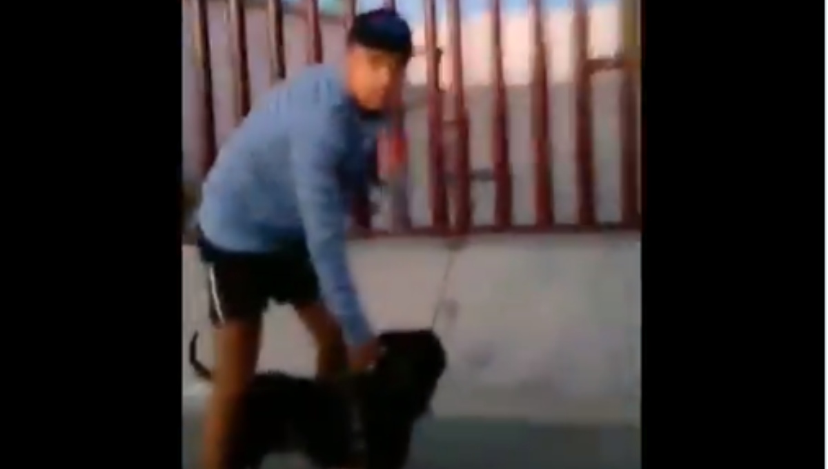 Sujetos utilizan a sus pitbull para atacar a perros callejeros en Edomex (Video)
