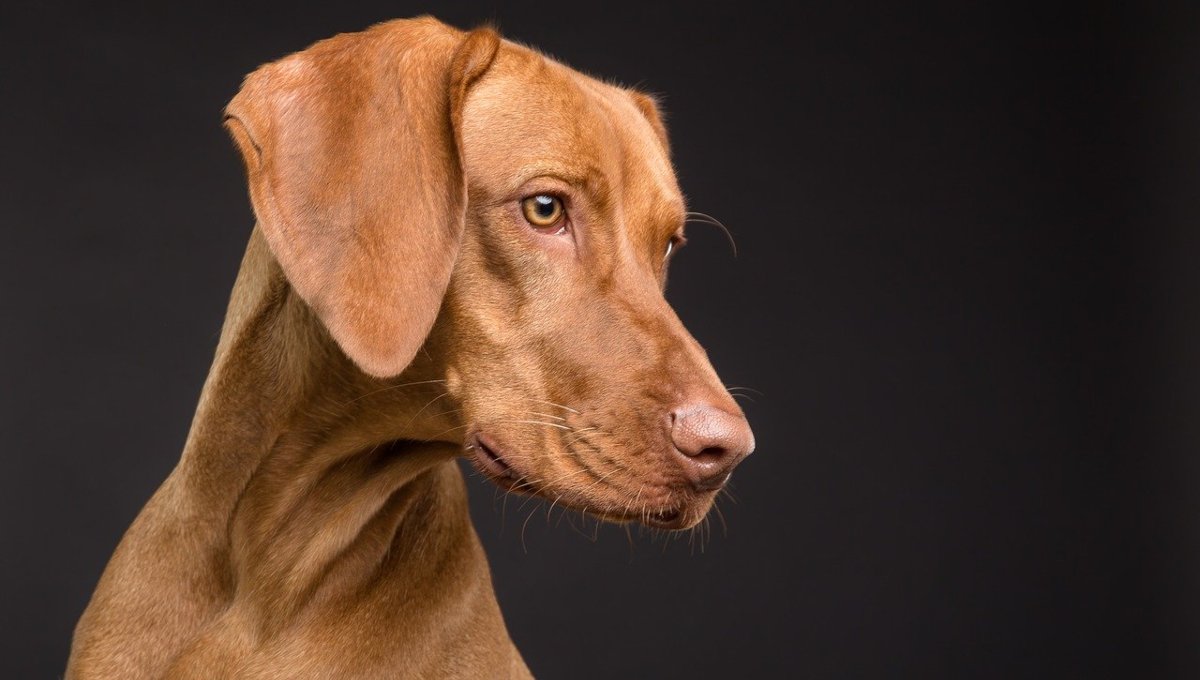 Sacerdote ataca con machete a perro que le ladró en San Luis Potosí