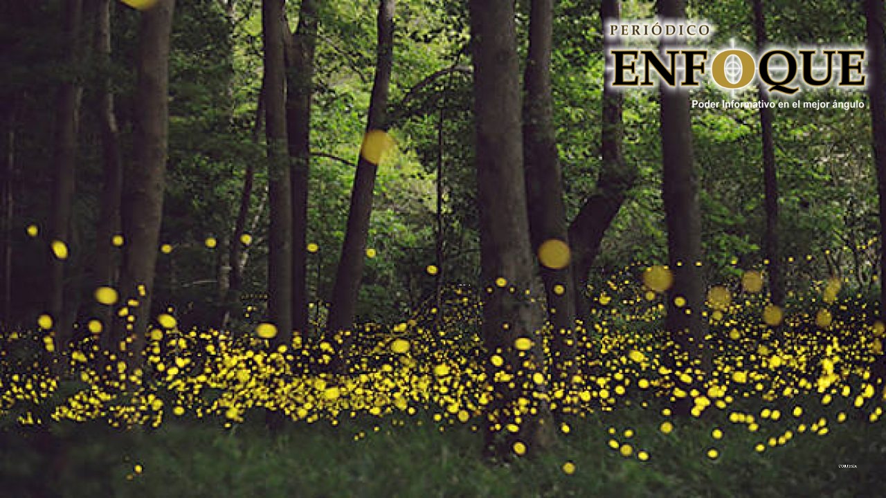 Arranca operativo para restringir accesos a centros de avistamiento de luciérnagas