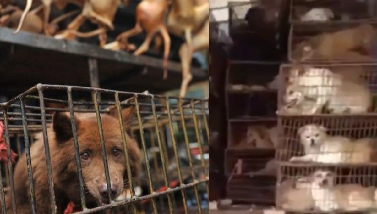 Desgarrador: Mercados de China siguen matando a cientos de perros pese a restricciones de venta