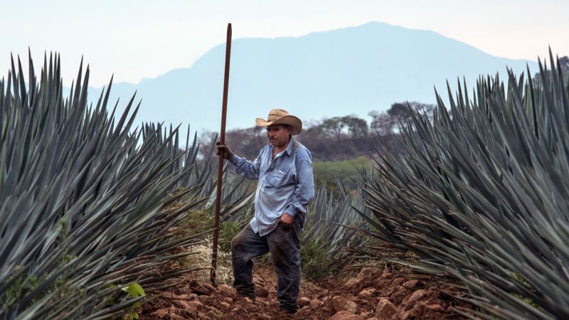 Tequila, unas rancheras con Vicente Fernández y otras notas para que se te olvide el COVID-19