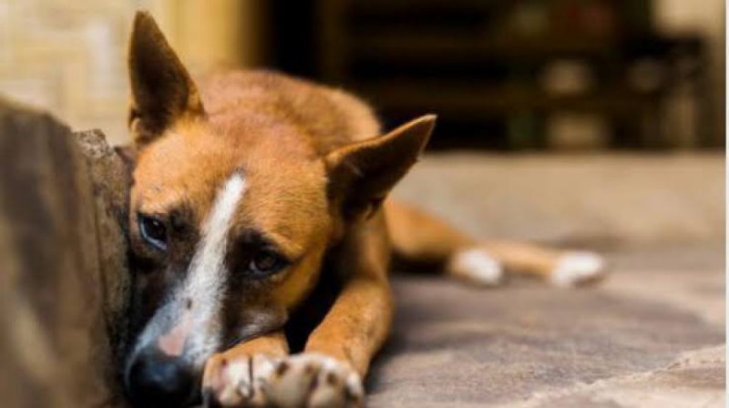 Proponen cuatro años de cárcel para quien abandone mascotas