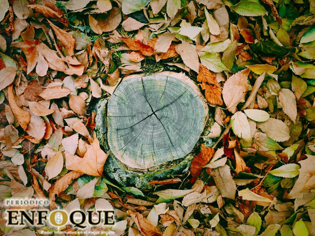 ¿Cómo se mide la edad de los arboles?