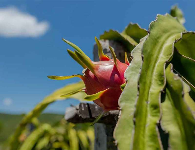 Pitahaya: el oro rosa de la Mixteca poblana