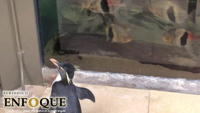 Pingüinos se pasean mientras acuario cierra por coronavirus