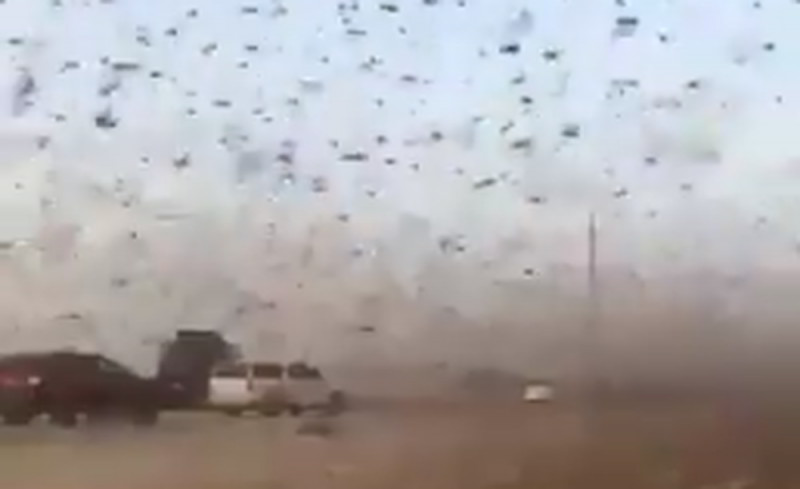Plaga de langostas invaden Arabia Saudita y países de Asia