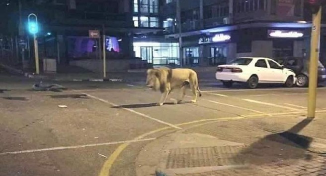 ¿Rusia soltó leones en las calles para vigilar cuarentena de Coronavirus?