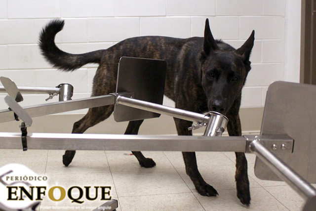 Perros podrían ser entrenados para detectar Covid-19