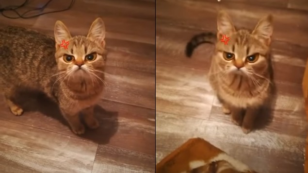 ¿El nuevo grumpy cat? Este gatito enojón tiene enamorado a Tik Tok (Video)