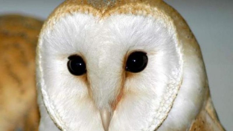 Pobladores de Yucatán derriban con piedras a lechuza por creer que “traía a la muerte”