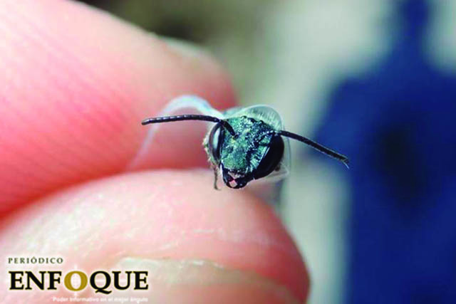 Redescubren un tipo raro de abeja "Azul" en florida