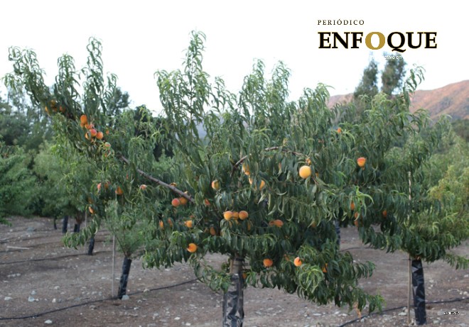 Cosecha de durazno en riesgo por pandemia 