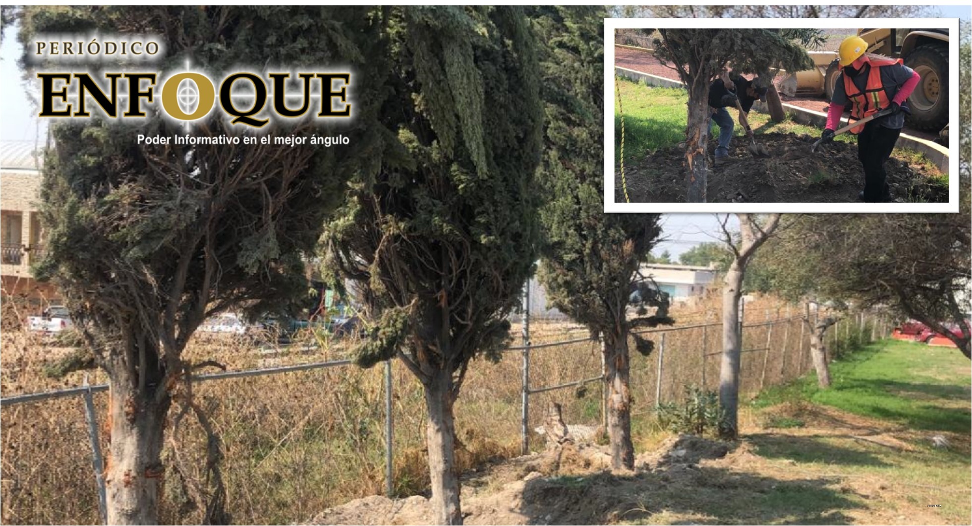 Autoridades de Tepeaca reubican árboles del Boulevard tras modernización de obra